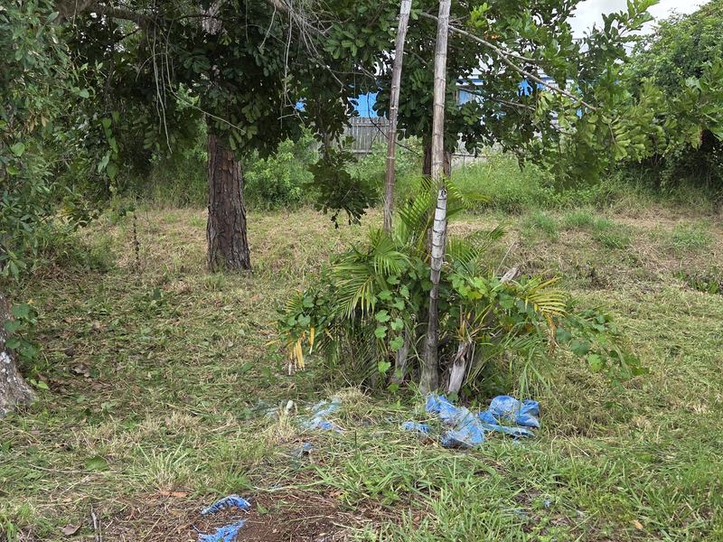 The same back yard after โ grass cut back, brush cleared and hauled away