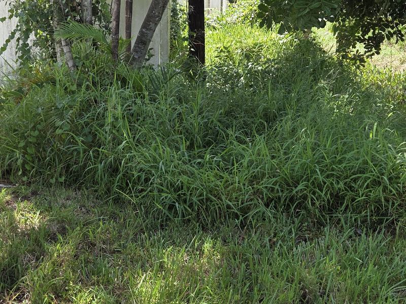 Overgrown back yard before an Aiden’s Lawn & Landscape cleanup in Sebastian, FL